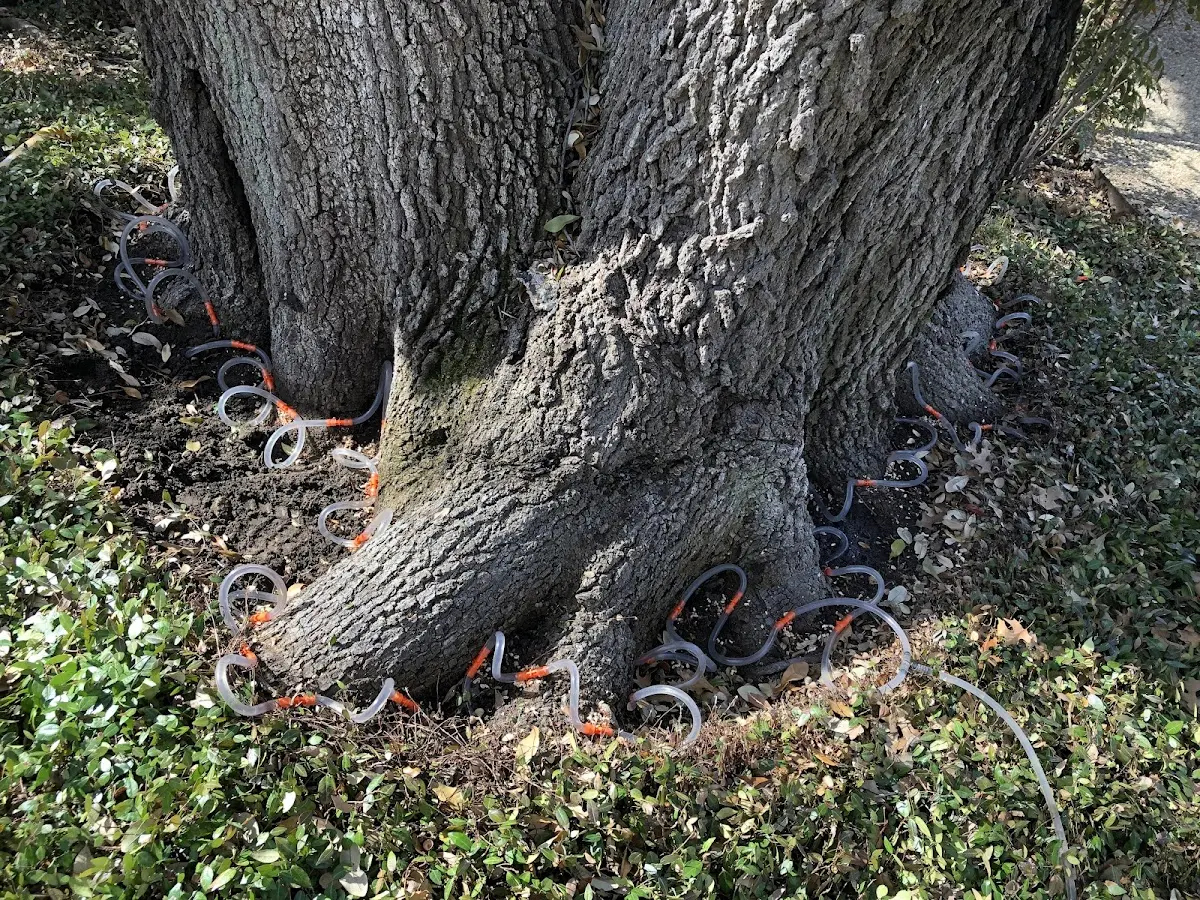 Detailed Tree Cabling and Bracing job site in High Rolls Mountain Park