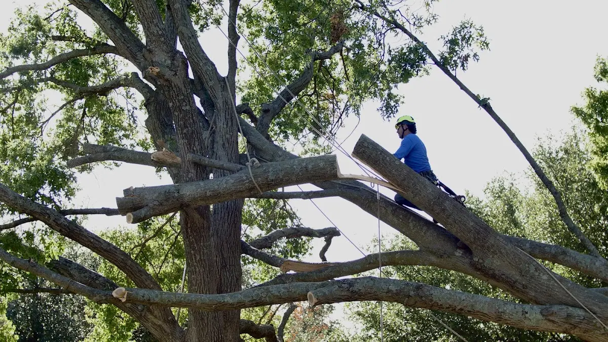Professional Crown Thinning performed by certified arborists in High Rolls Mountain Park