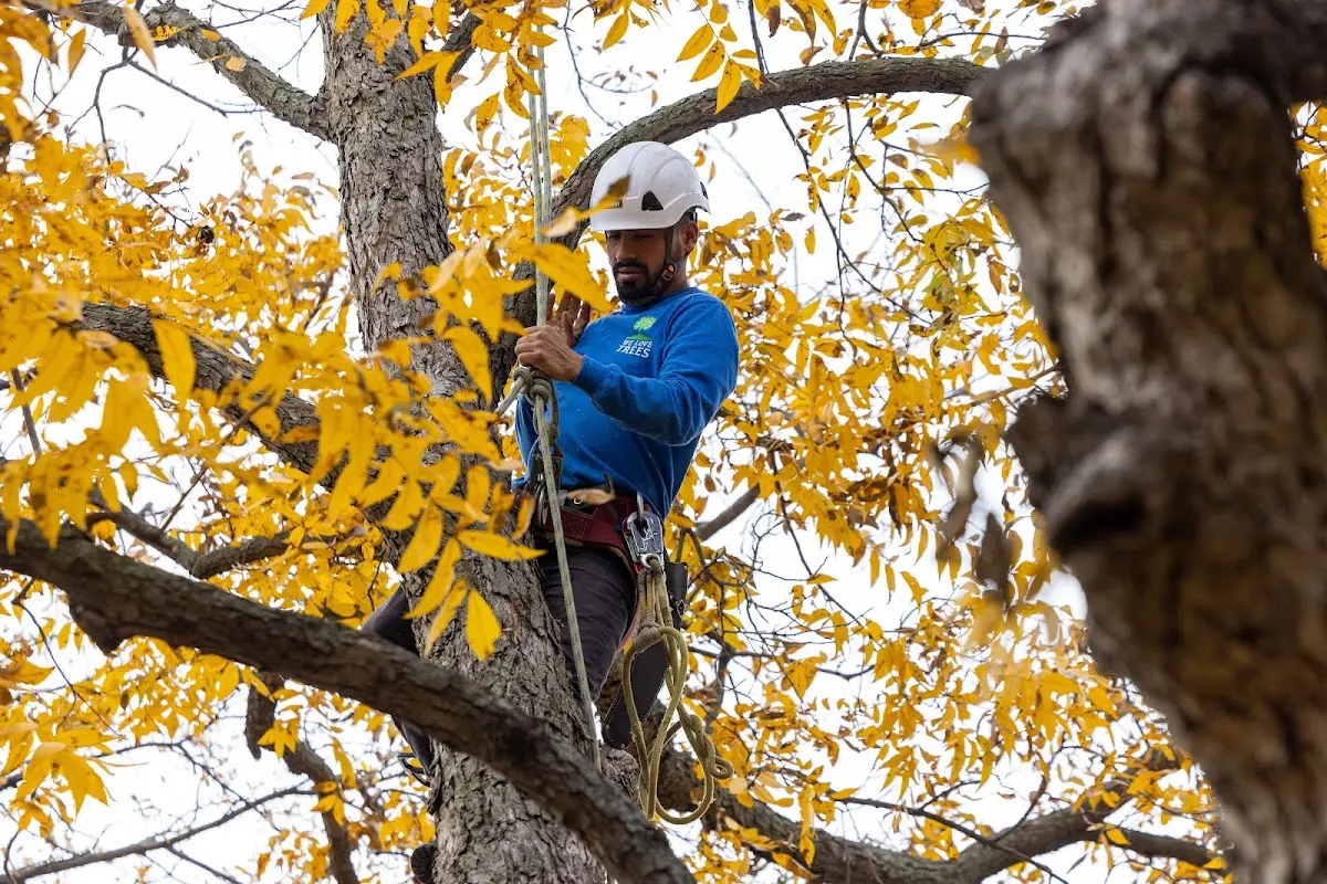 Skilled Tree Pruning crew working in High Rolls Mountain Park