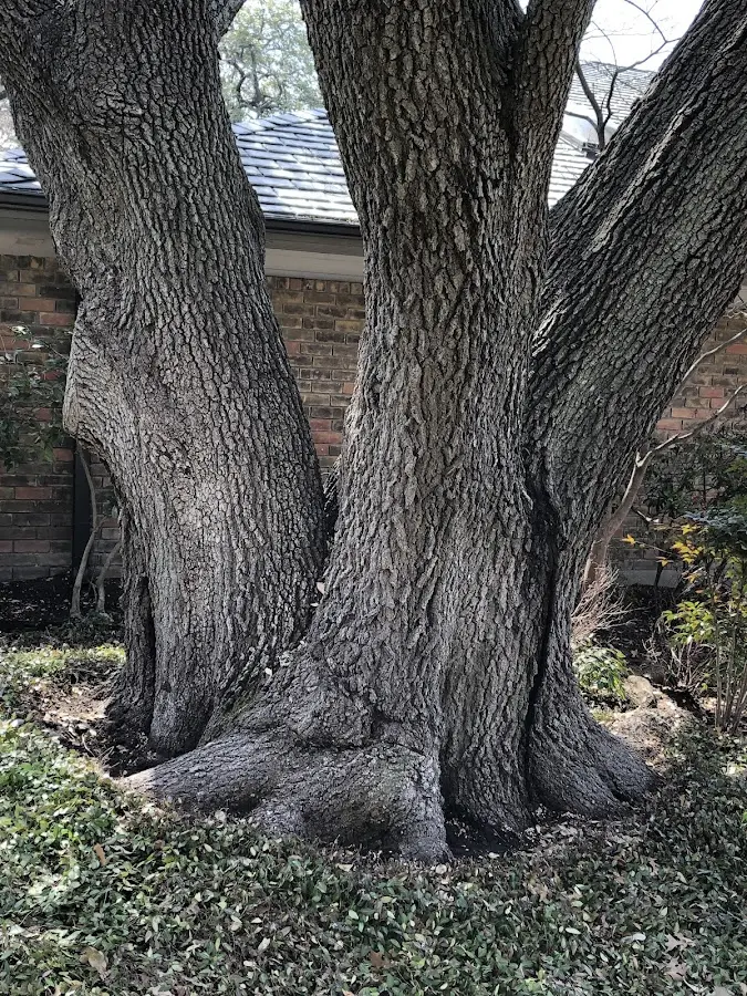 Mature heritage tree close to a High Rolls Mountain Park property cared for by certified arborists
